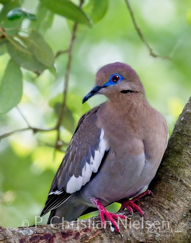 Whitewinged Dove