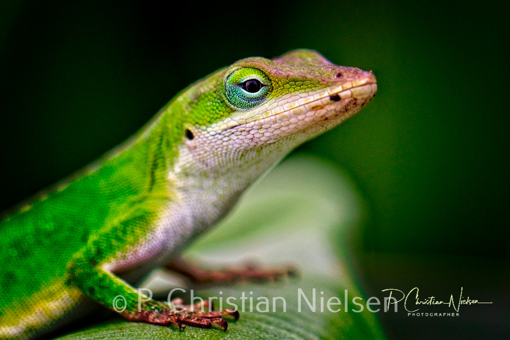 Anole Lizard Closeup