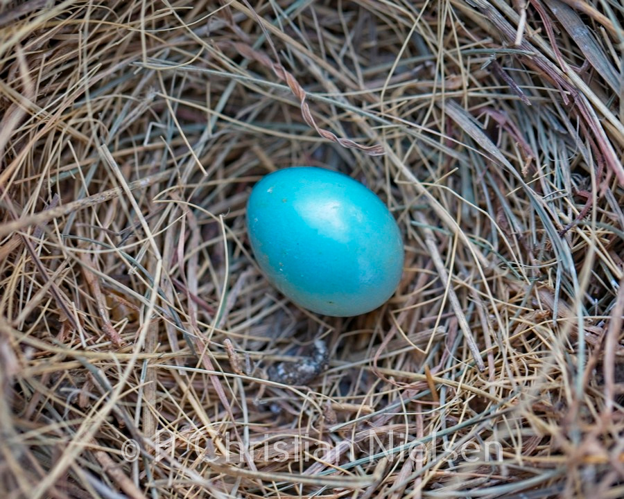 Bluebird Egg